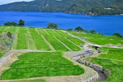 新風