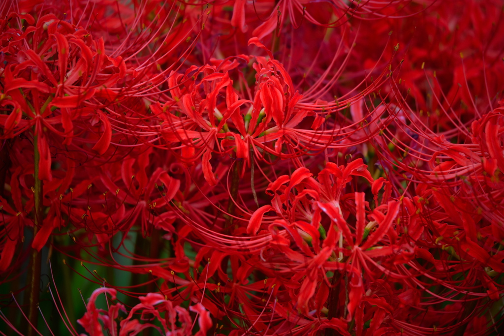 紅