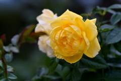 Yellow rose