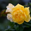 Yellow rose