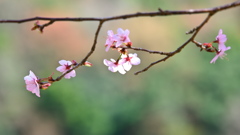 山の花