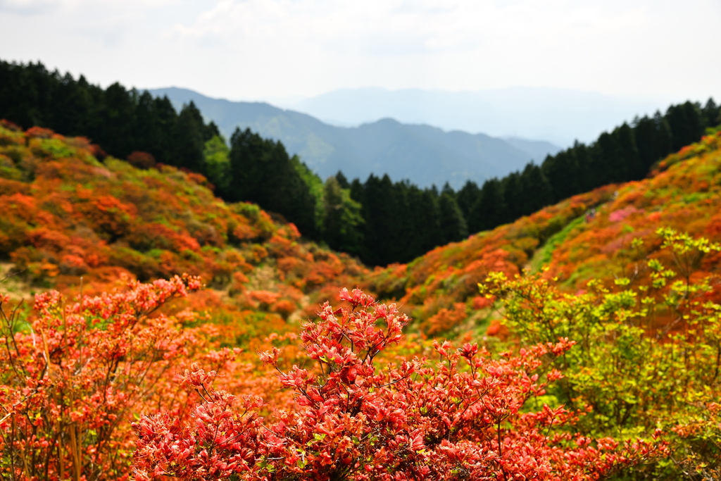 山稜と躑躅