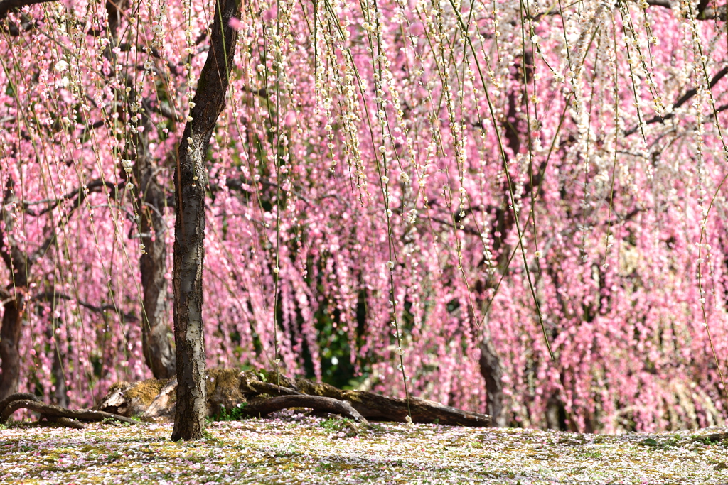 Pink shower