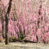 Pink shower
