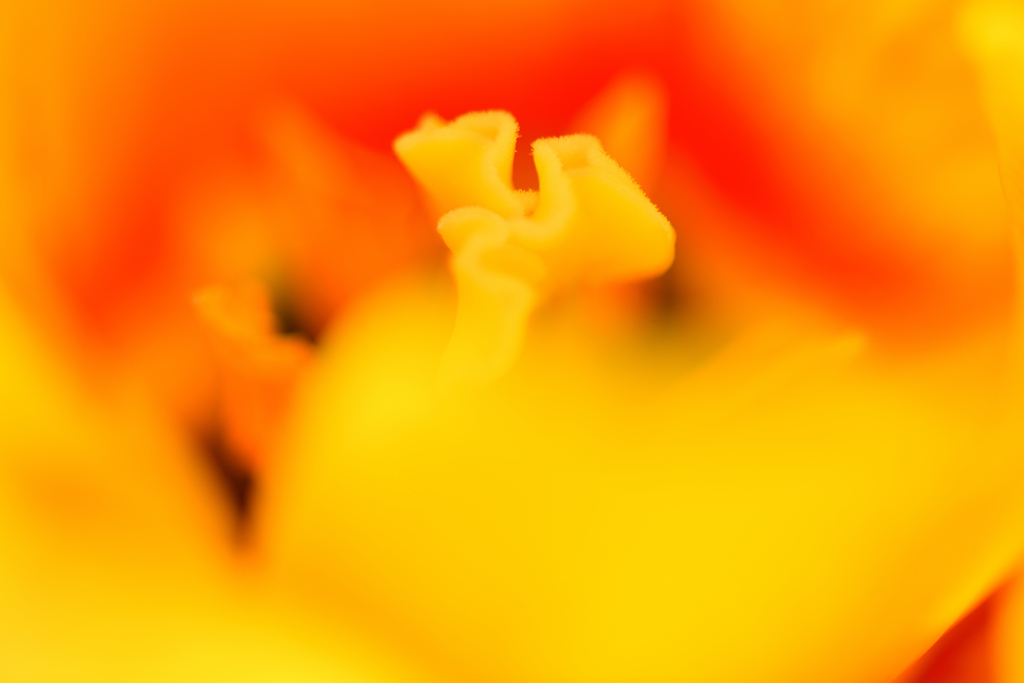 しべ