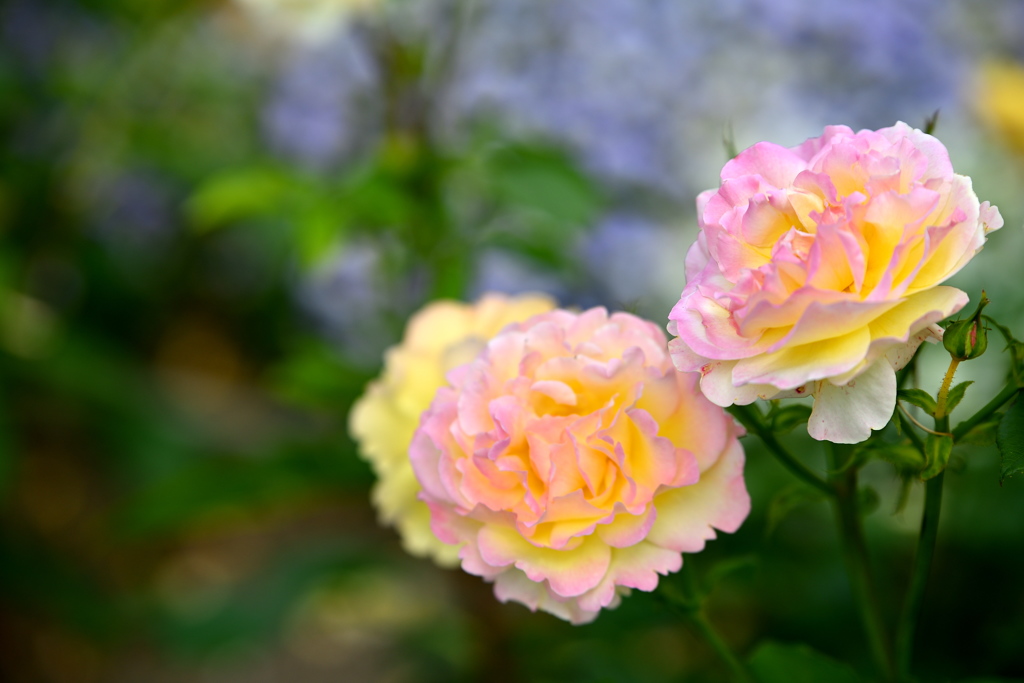 薔薇(M)