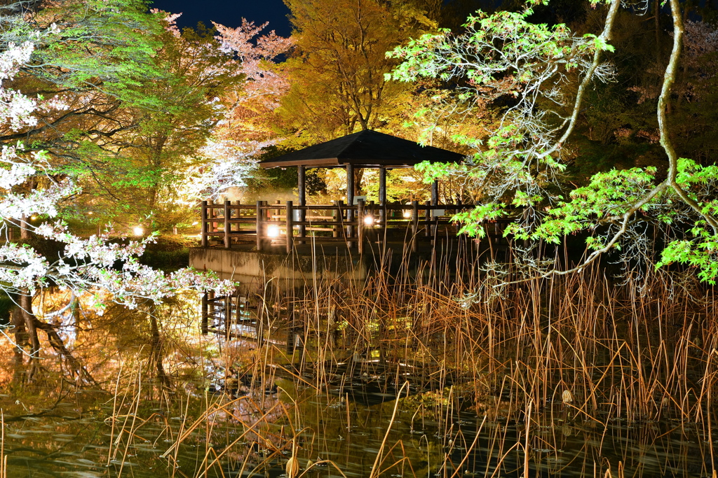 枯蓮に花筏