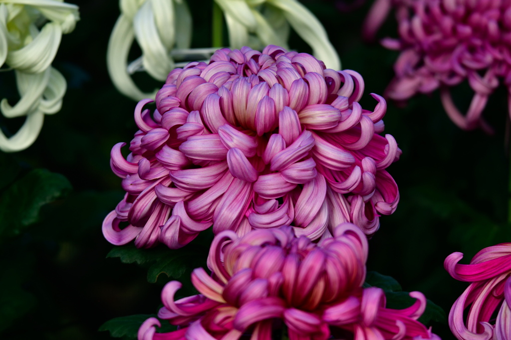 Chrysanthemum