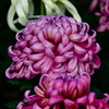 Chrysanthemum