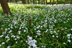 一面の白い花