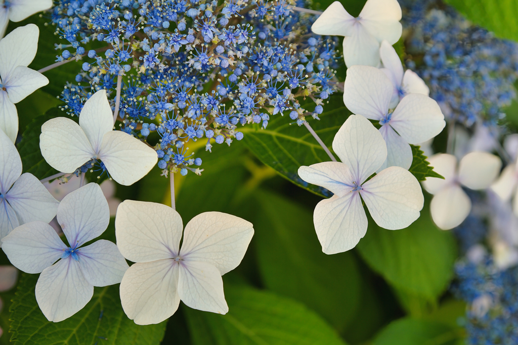 額紫陽花