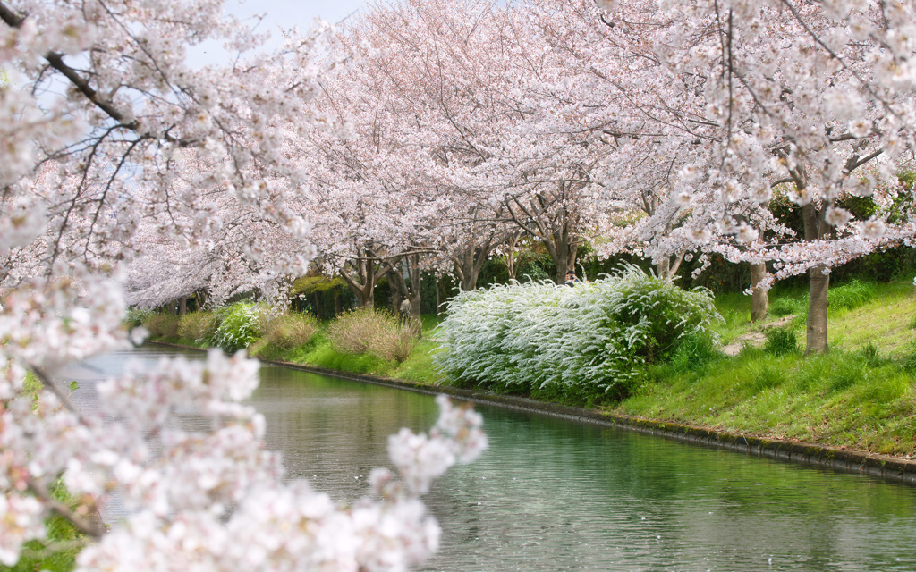 花曇り