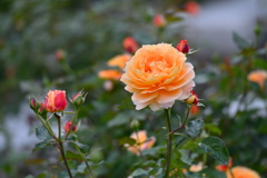Rose of the orange