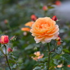 Rose of the orange