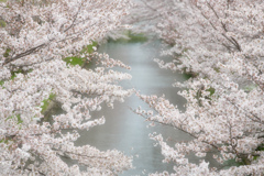 花霞