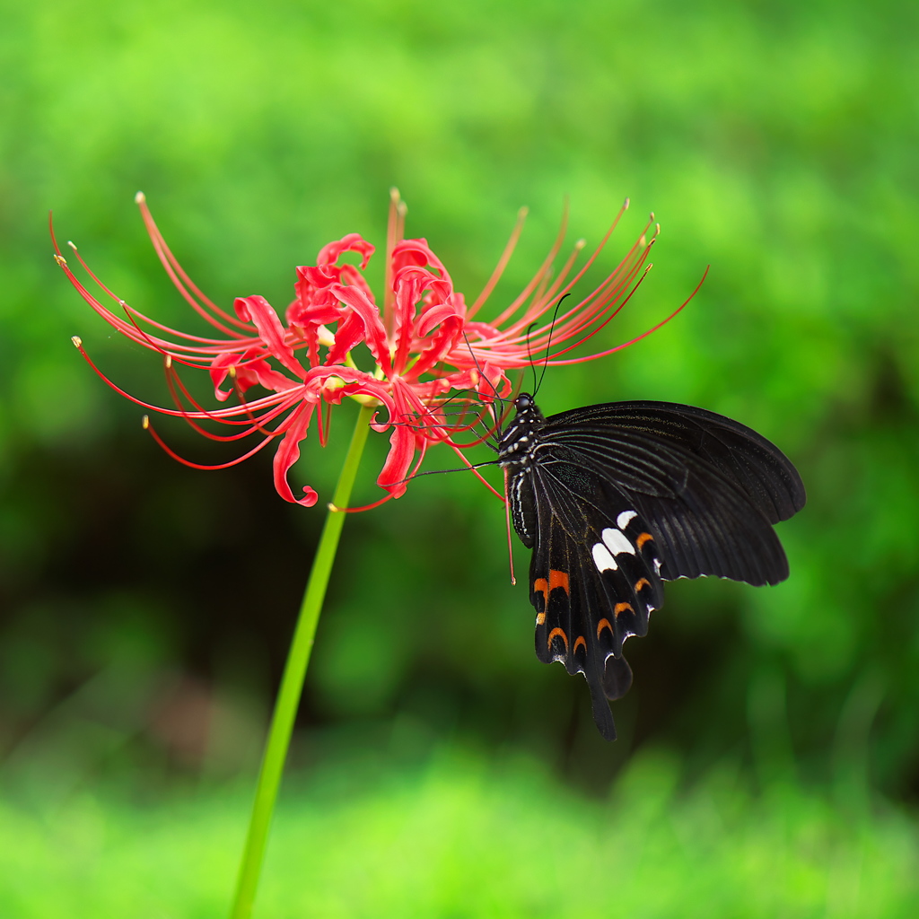 Rouge et noir