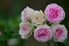 Six roses