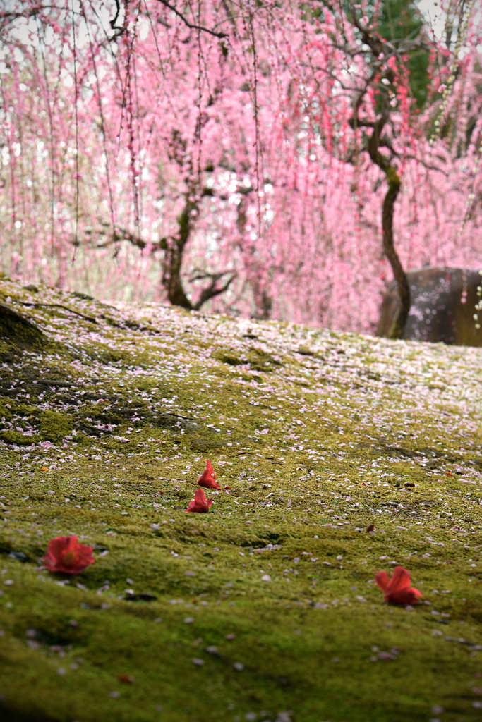 落花