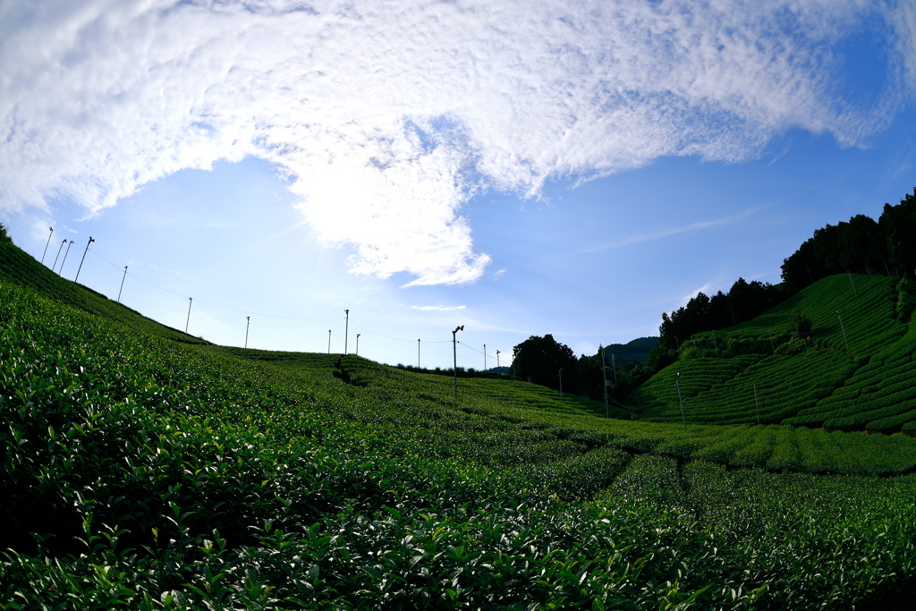 秋空と茶畑