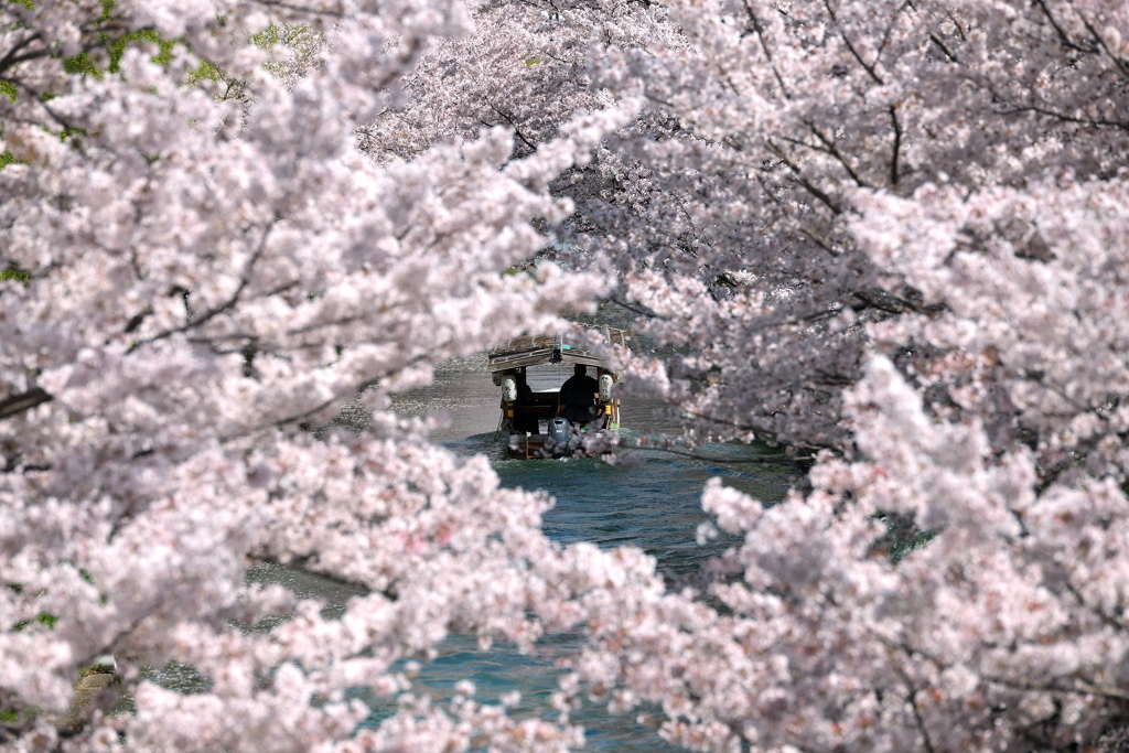 花トンネル