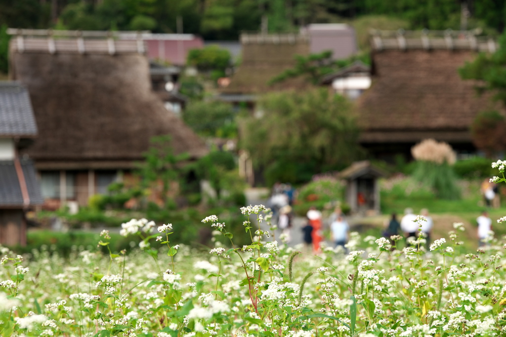 蕎麦の花とかやぶき