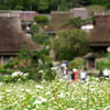 蕎麦の花とかやぶき