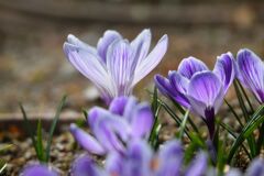 Crocus