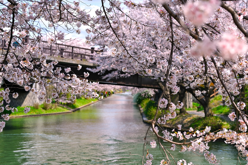 桜花爛漫