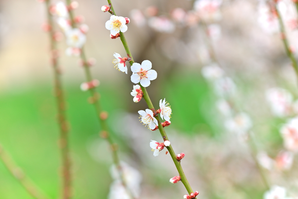 Plum blossoms