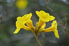 ブラジルの国花