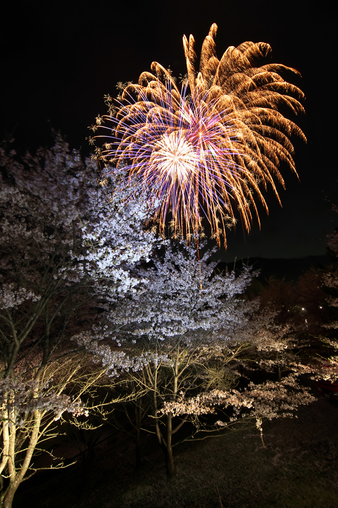 Sakura-Hanabi