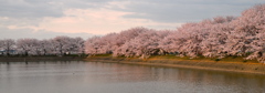 唐古池の桜