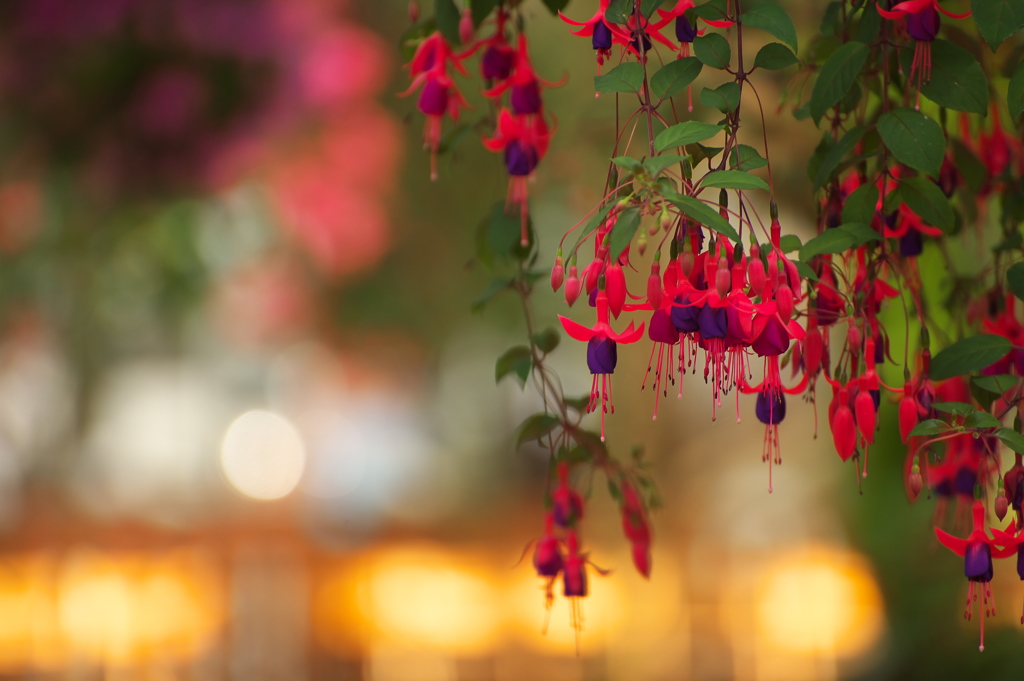 Fuchsia