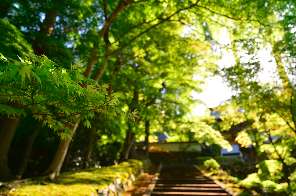 緑光の山寺