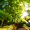 緑光の山寺