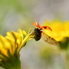 テントウ虫の冒険「さよ～なら～」