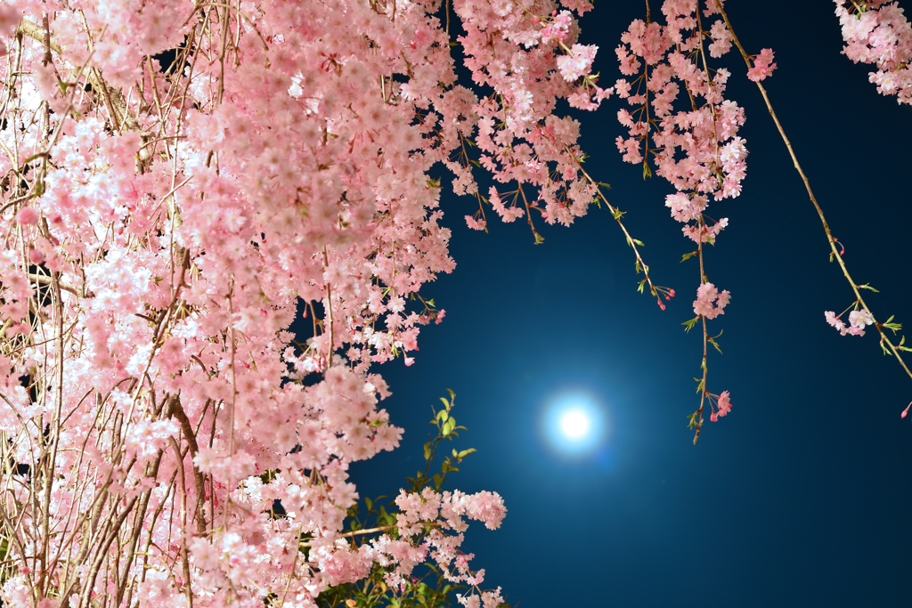 月夜桜