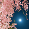 月夜桜