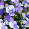 Pansy