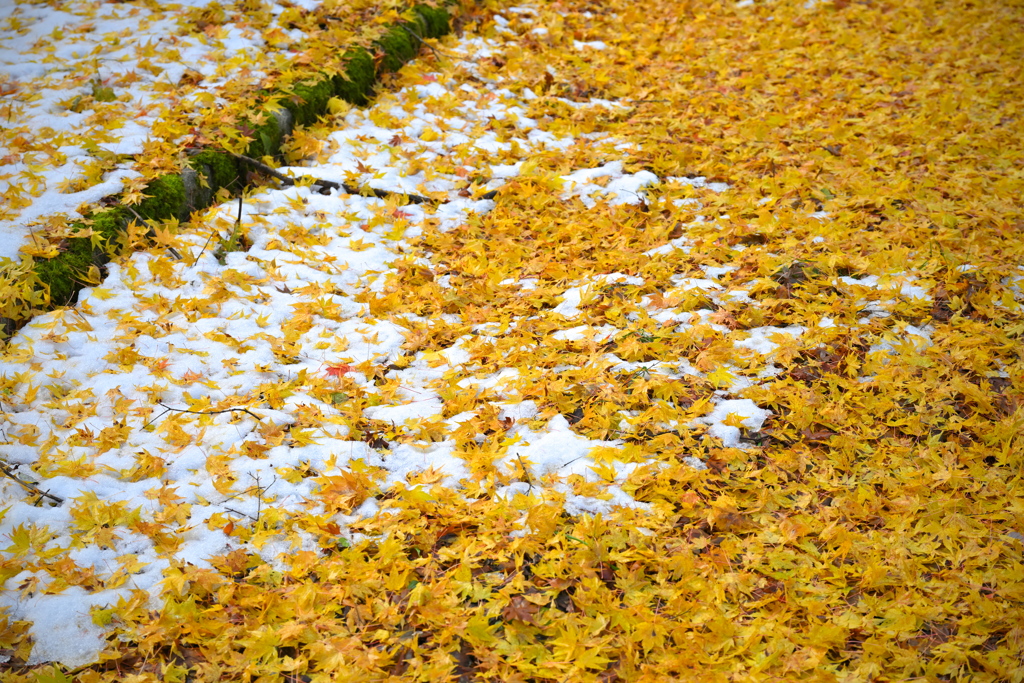 雪紅葉