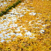 雪紅葉