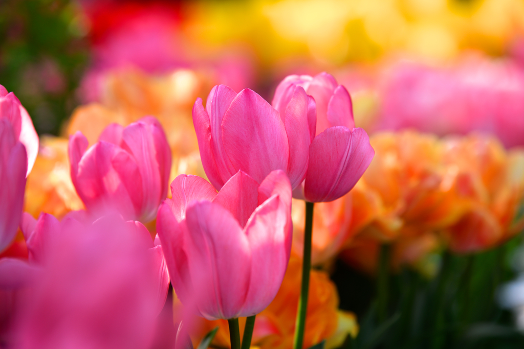 Sign of spring