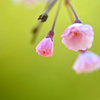 つぼみ