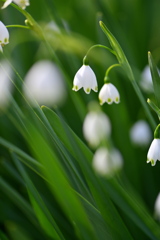 Summer snowflake
