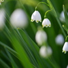 Summer snowflake