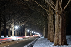 冬夜の並木