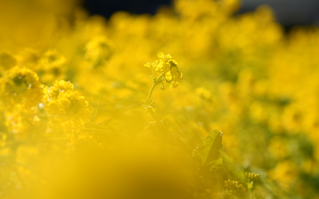 Yellow of spring