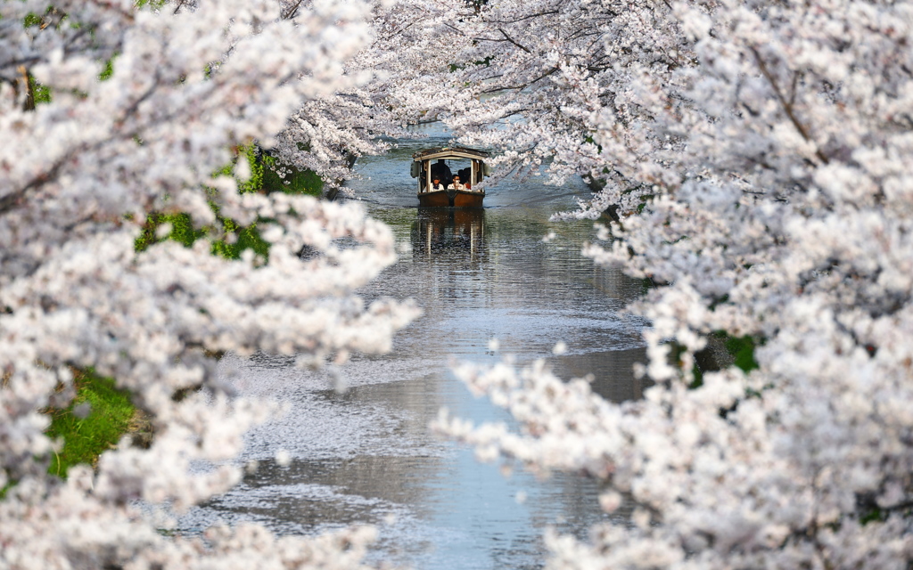 花のトンネル