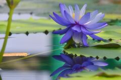waterlily