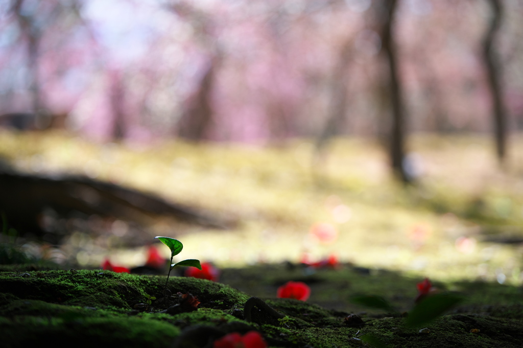 朽ちて生まれて